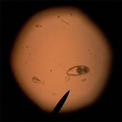 070131_2nucleus.jpg