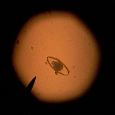 070131_s-nucleus.jpg