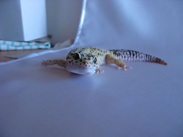 Bubu_100101_01.jpg