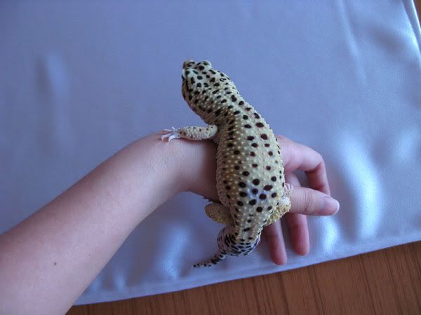 Bubu_100101_02.jpg