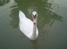 Swan!!!