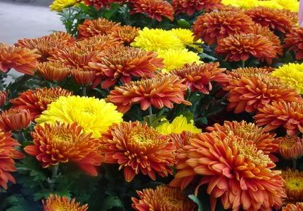 Chrysanthemums are always a good choice as they last for a long time 