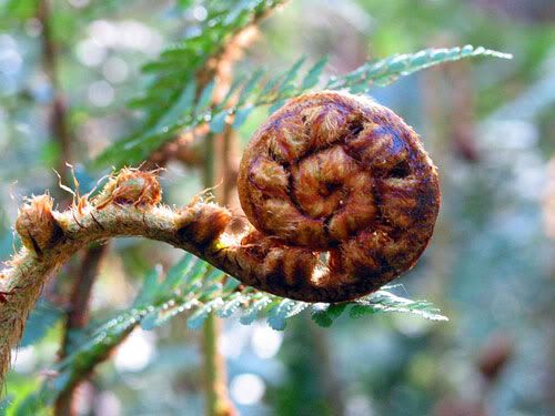 Photo: Treefern frond unfolding