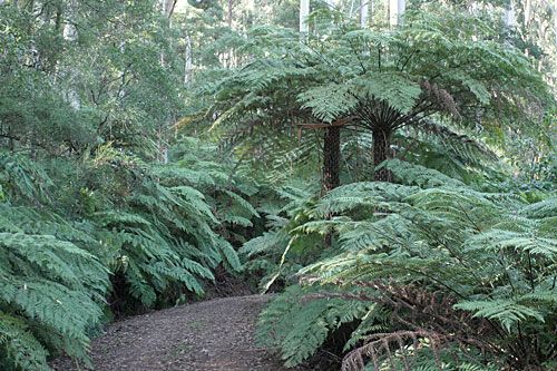 Photo: Ferny walkway in Ferntree Gully Forest