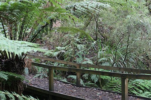 Photo: Bridge over creek amongst lush ferns