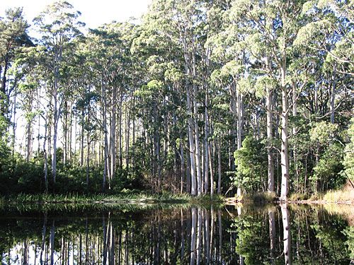 Photo: Sanatorium Lake, Macedon Ranges