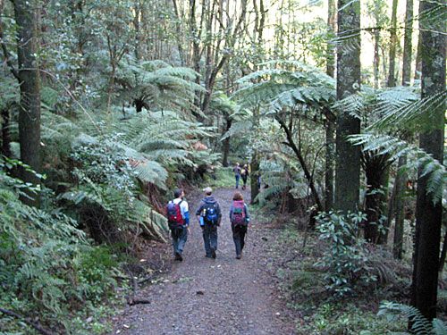 Photo: Walking along a track on Mt Dandenong