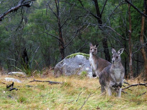 Photo: Kangaroos and joey 