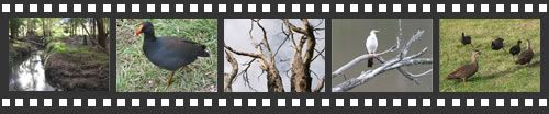 Photo filmstrip with highlights from Birds Land walk