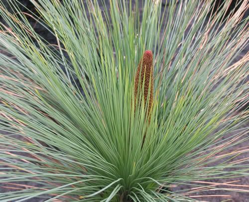 Photo: Grass tree