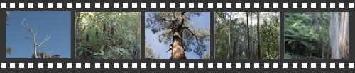 Photo filmstrip with highlights from Ferntree Gully Forest walk