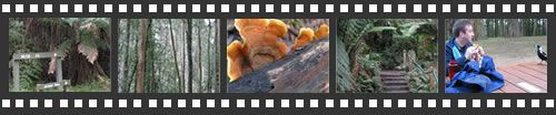Photo filmstrip with highlights from Ferntree Gully Forest walk