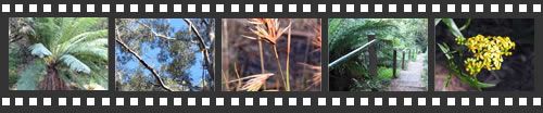 Photo filmstrip with highlights from Ferntree Gully Forest walk