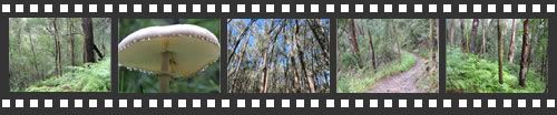 Photo filmstrip with highlights from Masons Falls walk