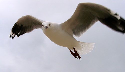 Photo: A seagull hovering overhead