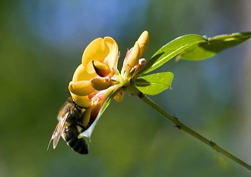 Photo: A bee pollinating a bushpea 
