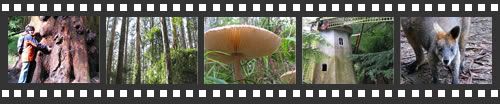 Photo filmstrip with highlights from Sherbrooke Forest walk