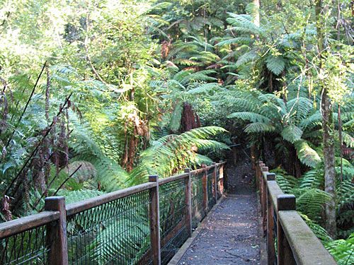 Photo: Footbridge over creek in Sherbrooke Forest