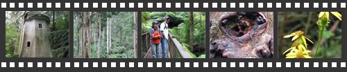 Photo filmstrip with highlights from Sherbrooke Forest walk