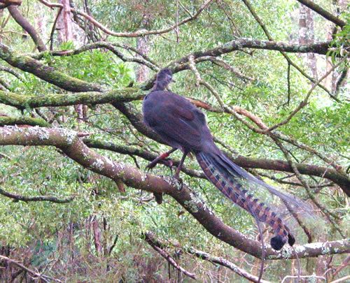 Photo: Lyrebird in a tree in Sherbrooke Forest
