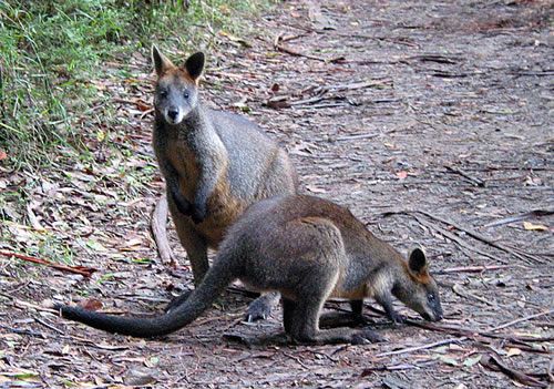 Photo: Wallabies in Sherbrooke Forest