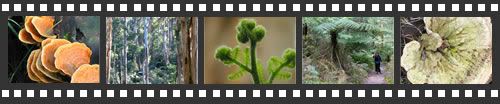Photo filmstrip with highlights from Sherbrooke Forest walk
