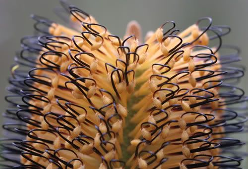 Photo: Hairpin Banksia