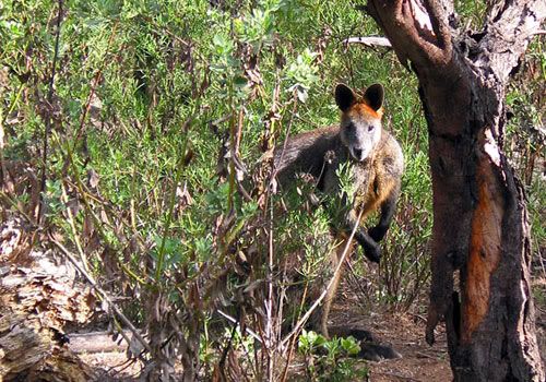 Photo: Wallaby