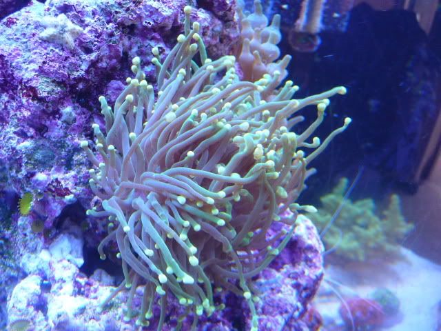 Green Torch Coral