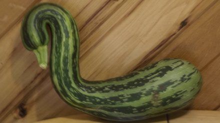 zucchiniswan.jpg