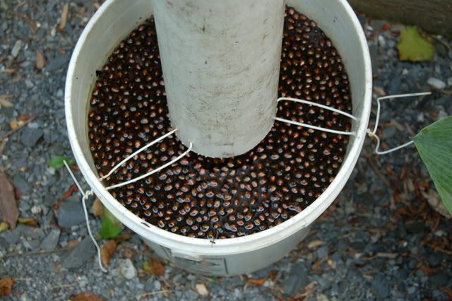 Japanese Beetles in home made trap photo DSC_0002-7_zps07cc34dd.jpg
