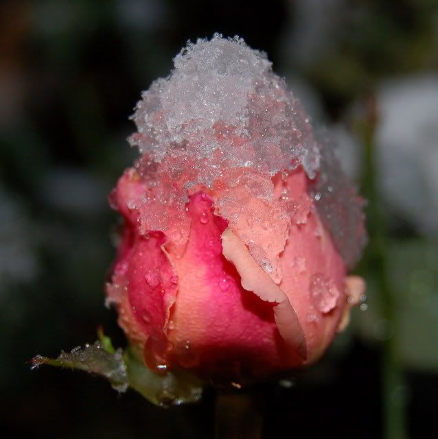  photo DSC_0001-5.jpg