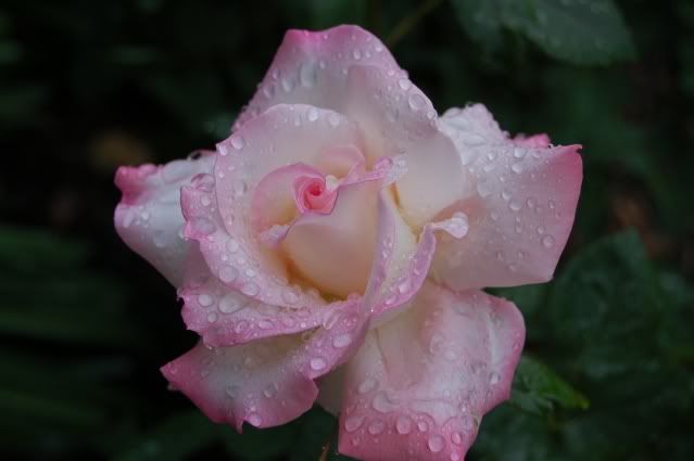 photo DSC_0003-13.jpg