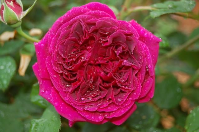 photo DSC_0005-6.jpg