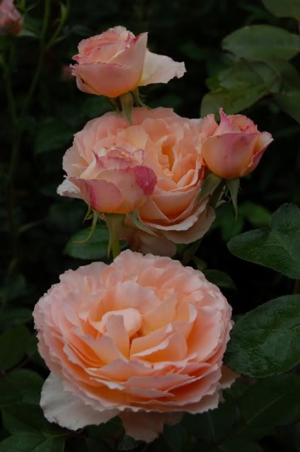  photo DSC_0008-3.jpg