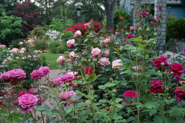 photo DSC_0018-2.jpg