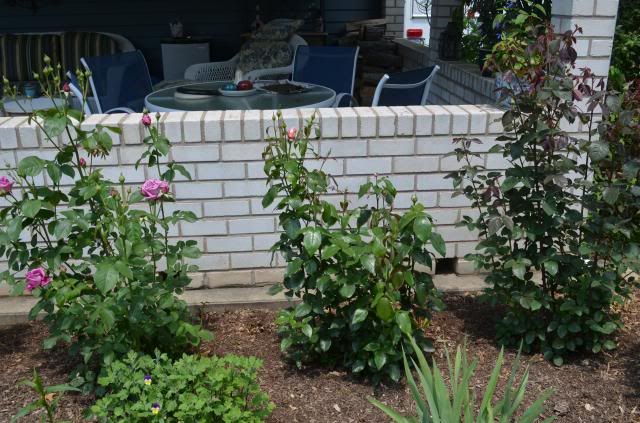 photo DSC_0044_zpsfb6f7407.jpg