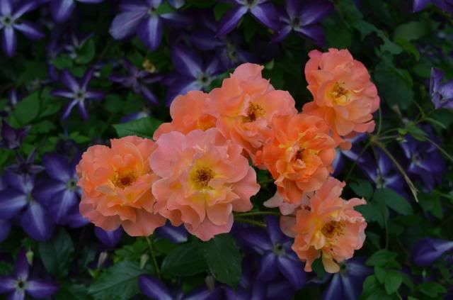 photo DSC_0130_zpsdf06fd0e.jpg