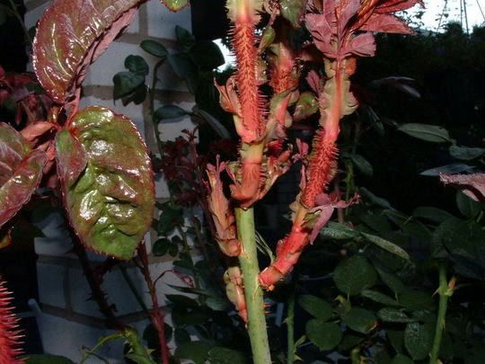 photo RoseRosette004.jpg
