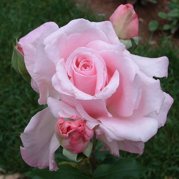 Sweet Surrender - Hybrid Tea Rose photo DSCF0037_zpscbde82c5.jpg