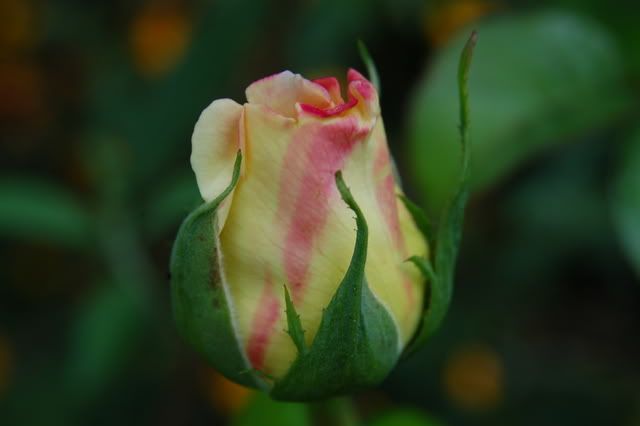 Peace - Hybrid Tea Rose photo DSC_0003_zpsc85768f7.jpg