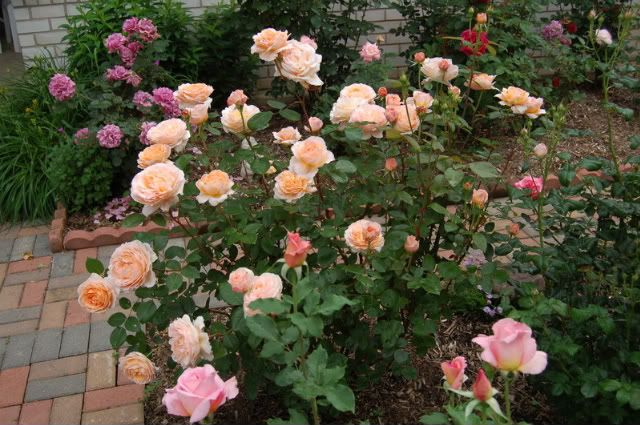 Tamora - Austin English Rose photo DSC_0005-2_zps5c2d9b7f.jpg