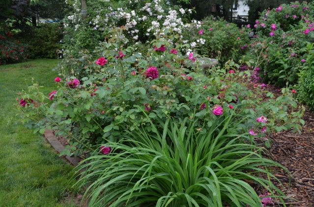 W. Shakespeare 2000 - Austin English Rose photo DSC_0006-10_zps9409062f.jpg