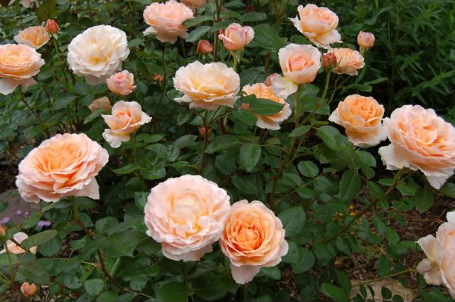 Tamora - Austin English Rose photo DSC_0007-5_zpsd26312ba.jpg