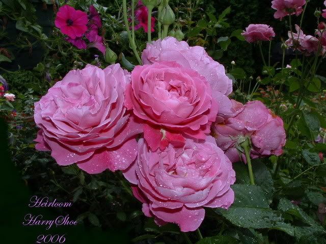 Heirloom - Hybrid Tea Rose photo Heirloom_zps4de28861.jpg