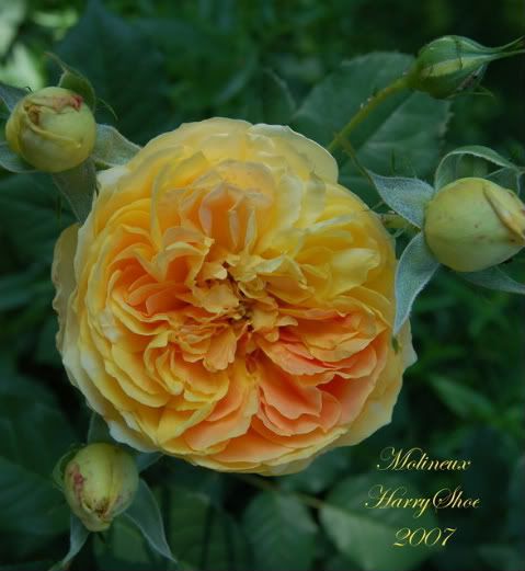 Molineux - Austin English Rose photo Mol_zps49326982.jpg