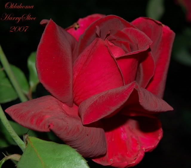 Oklahoma - Hybrid Tea Rose photo Oklahoma_zps5e115346.jpg