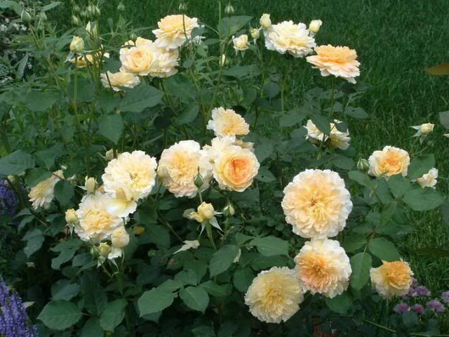  photo Spring05030_zpsf2e435e2.jpg