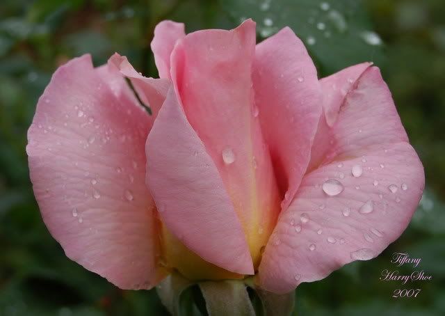 Tiffany - Hybrid Tea Rose photo TiffanyRevised_zps21cf0c5e.jpg