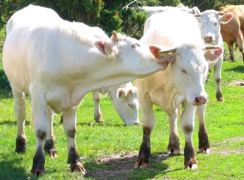 cowkisses.jpg cows image by yogitranscend